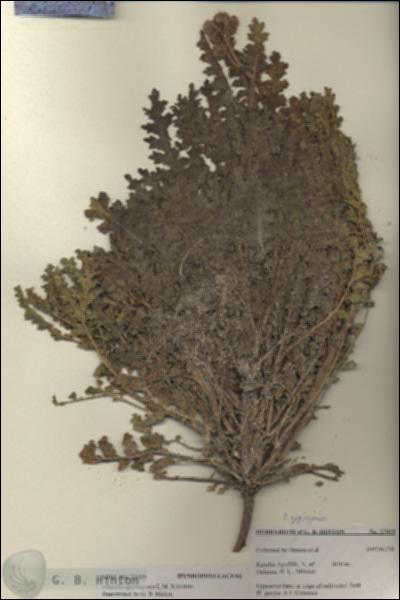URN_catalog_HBHinton_herbarium_27029.jpg.jpg
