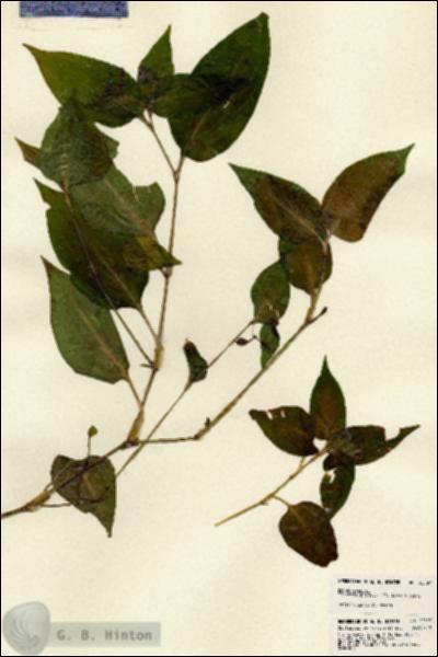 URN_catalog_HBHinton_herbarium_22597.jpg.jpg