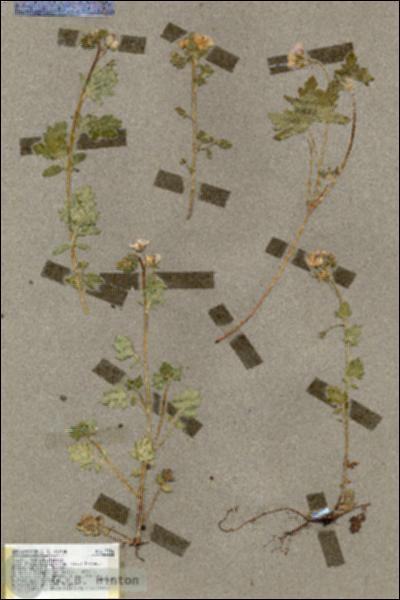 URN_catalog_HBHinton_herbarium_17366.jpg.jpg