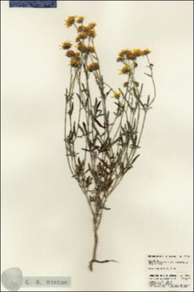 URN_catalog_HBHinton_herbarium_23344.jpg.jpg