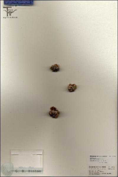 URN_catalog_HBHinton_herbarium_25732.jpg.jpg