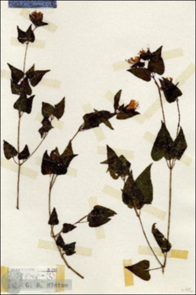 URN_catalog_HBHinton_herbarium_17404.jpg.jpg