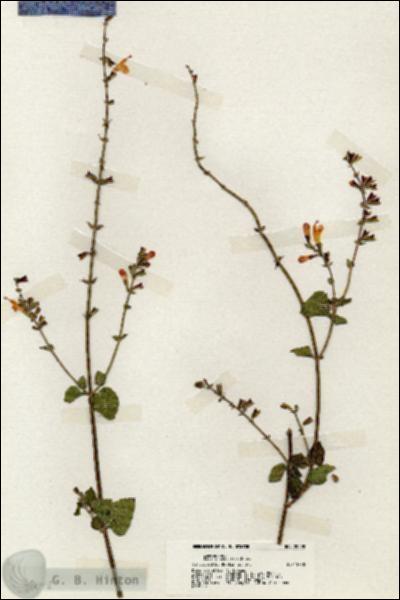 URN_catalog_HBHinton_herbarium_20098.jpg.jpg
