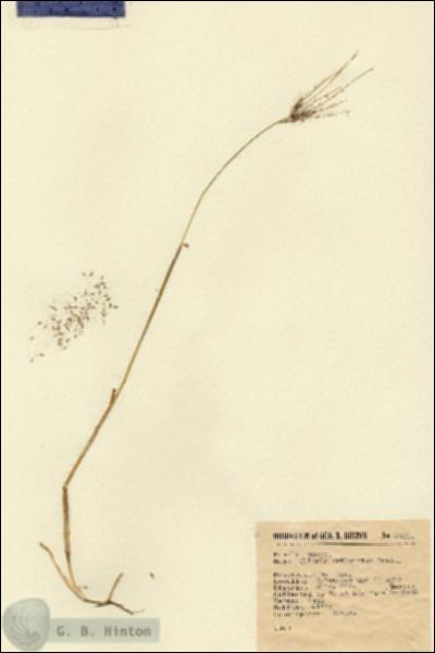 URN_catalog_HBHinton_herbarium_9321.jpg.jpg