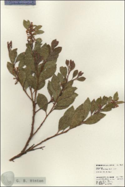 URN_catalog_HBHinton_herbarium_22991.jpg.jpg