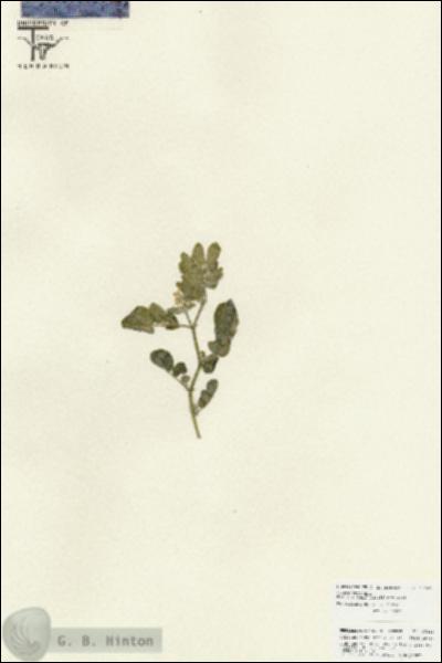 URN_catalog_HBHinton_herbarium_25865.jpg.jpg