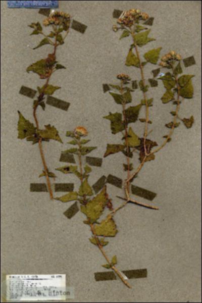 URN_catalog_HBHinton_herbarium_19278.jpg.jpg
