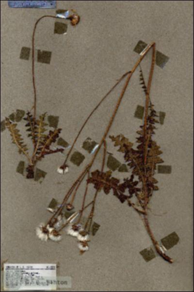 URN_catalog_HBHinton_herbarium_18291.jpg.jpg