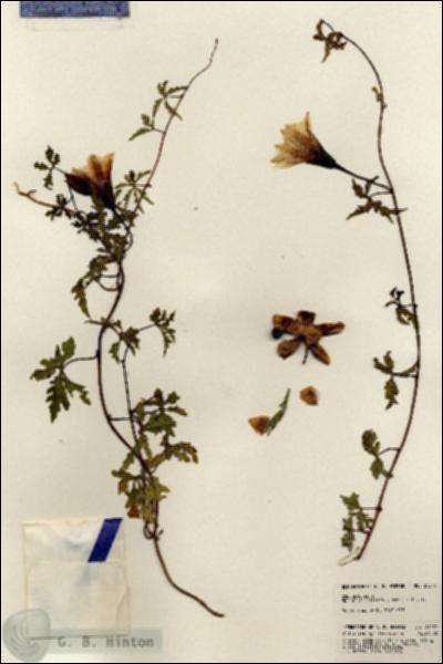 URN_catalog_HBHinton_herbarium_24279.jpg.jpg