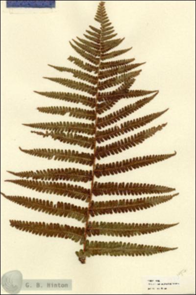 URN_catalog_HBHinton_herbarium_22097-1.jpg.jpg