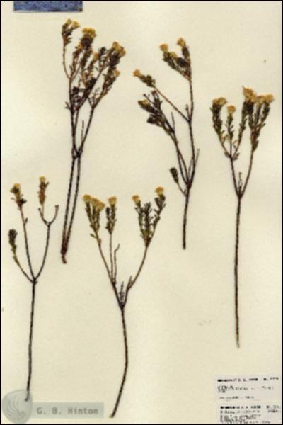 URN_catalog_HBHinton_herbarium_22718.jpg.jpg