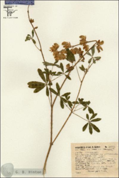 URN_catalog_HBHinton_herbarium_13285.jpg.jpg