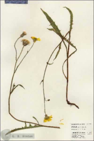 URN_catalog_HBHinton_herbarium_24107.jpg.jpg