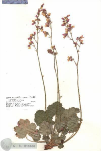URN_catalog_HBHinton_herbarium_20302.jpg.jpg