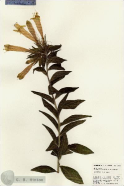 URN_catalog_HBHinton_herbarium_23060.jpg.jpg