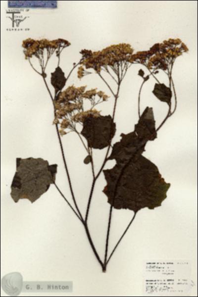 URN_catalog_HBHinton_herbarium_26444.jpg.jpg