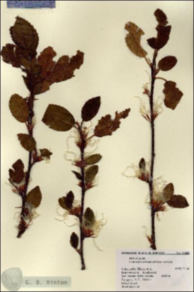 URN_catalog_HBHinton_herbarium_17339.jpg.jpg