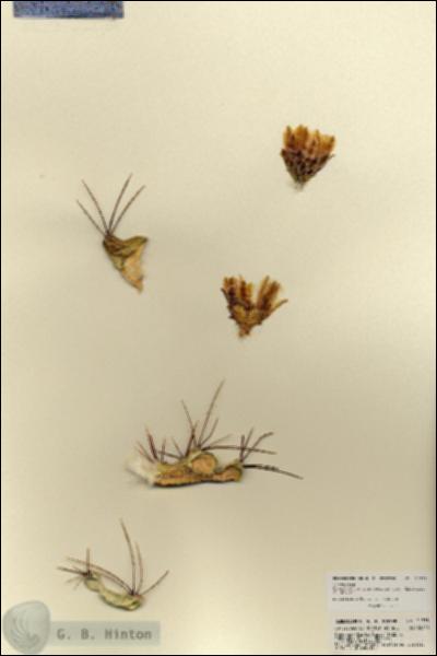 URN_catalog_HBHinton_herbarium_21775.jpg.jpg