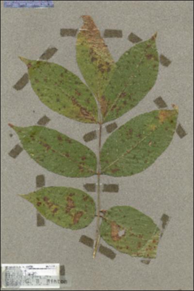 URN_catalog_HBHinton_herbarium_17519.jpg.jpg