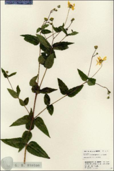 URN_catalog_HBHinton_herbarium_24676.jpg.jpg