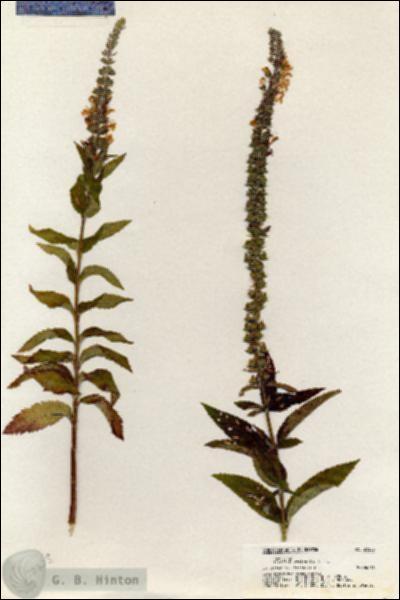 URN_catalog_HBHinton_herbarium_20328.jpg.jpg