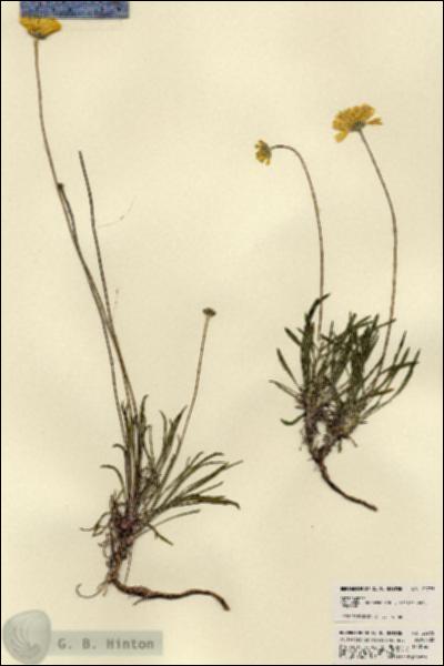 URN_catalog_HBHinton_herbarium_22775.jpg.jpg