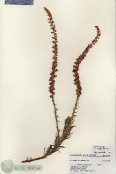 URN_catalog_HBHinton_herbarium_27241.jpg.jpg