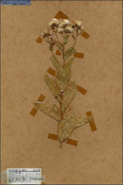 URN_catalog_HBHinton_herbarium_18995.jpg.jpg