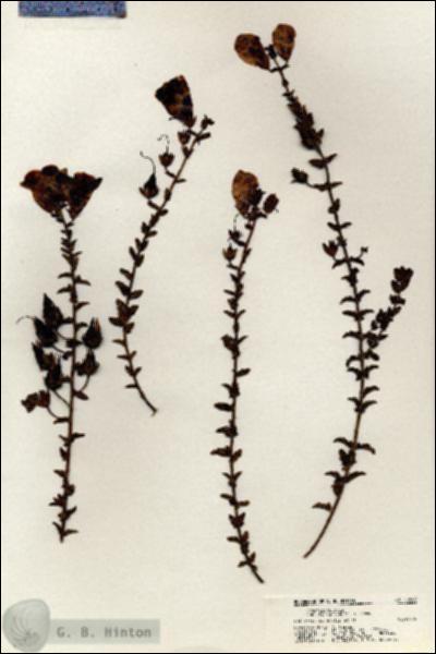 URN_catalog_HBHinton_herbarium_20609.jpg.jpg