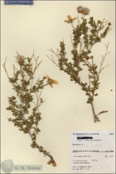 URN_catalog_HBHinton_herbarium_27512.jpg.jpg