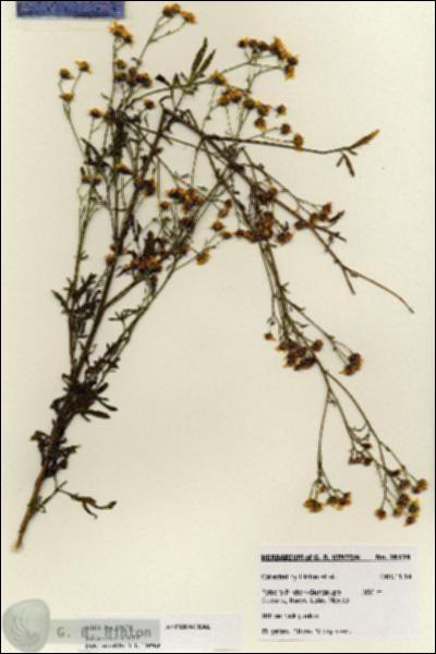 URN_catalog_HBHinton_herbarium_28179.jpg.jpg