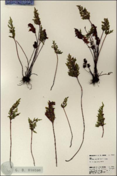 URN_catalog_HBHinton_herbarium_23712.jpg.jpg