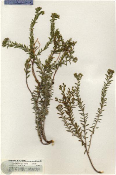 URN_catalog_HBHinton_herbarium_20948.jpg.jpg