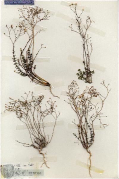 URN_catalog_HBHinton_herbarium_19293.jpg.jpg