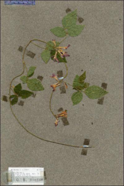 URN_catalog_HBHinton_herbarium_17616.jpg.jpg