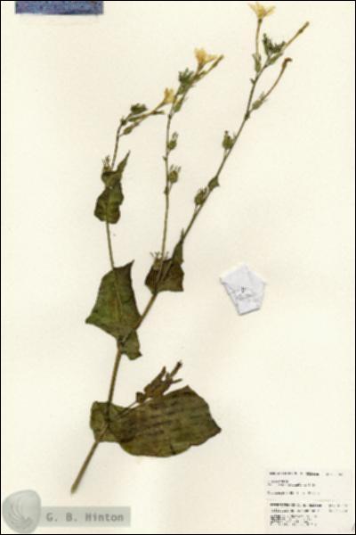 URN_catalog_HBHinton_herbarium_25668.jpg.jpg