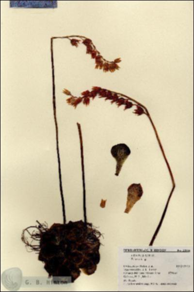 URN_catalog_HBHinton_herbarium_22014.jpg.jpg