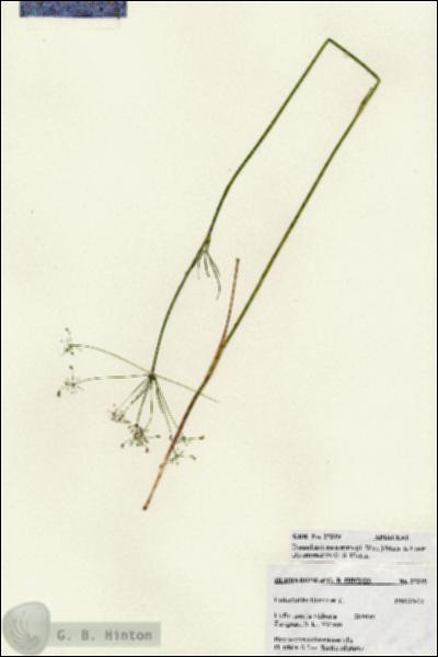 URN_catalog_HBHinton_herbarium_27219.jpg.jpg