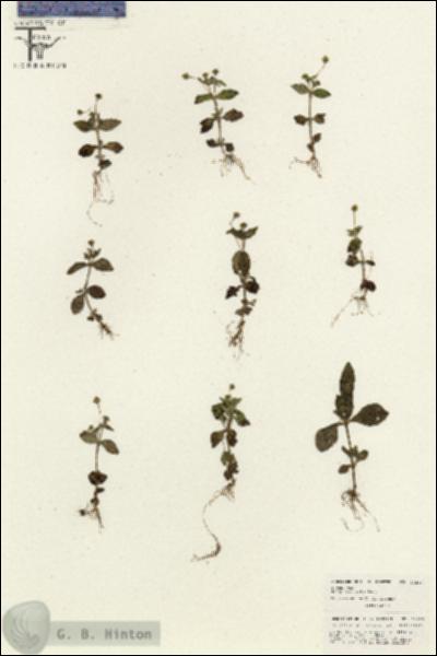URN_catalog_HBHinton_herbarium_26283.jpg.jpg