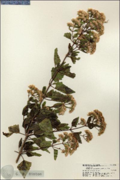 URN_catalog_HBHinton_herbarium_21722.jpg.jpg