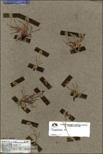 URN_catalog_HBHinton_herbarium_17859.jpg.jpg