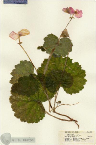 URN_catalog_HBHinton_herbarium_21678.jpg.jpg