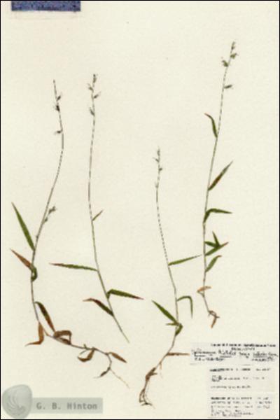 URN_catalog_HBHinton_herbarium_24897.jpg.jpg