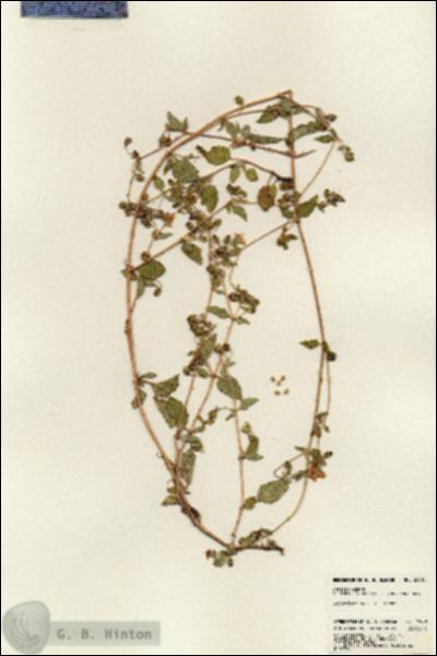 URN_catalog_HBHinton_herbarium_23618.jpg.jpg