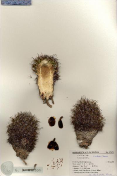 URN_catalog_HBHinton_herbarium_27172.jpg.jpg