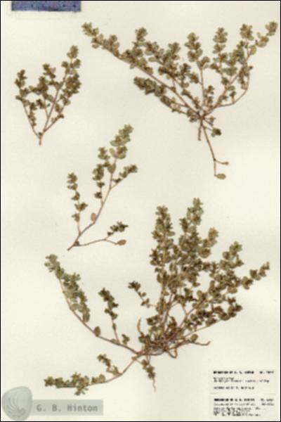 URN_catalog_HBHinton_herbarium_23037.jpg.jpg