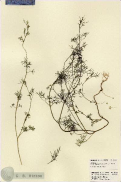 URN_catalog_HBHinton_herbarium_23235.jpg.jpg