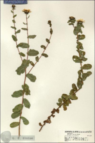 URN_catalog_HBHinton_herbarium_21161.jpg.jpg