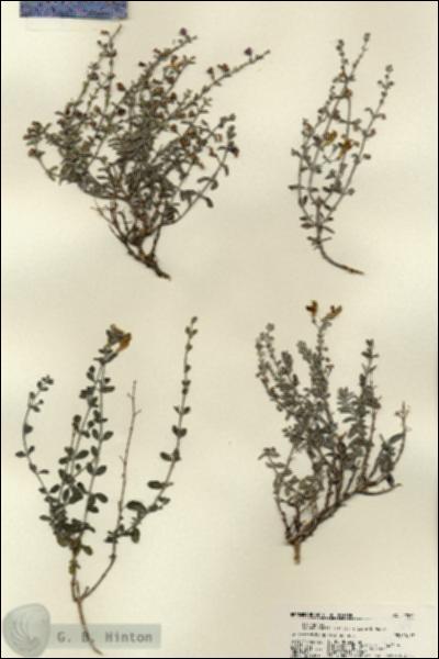 URN_catalog_HBHinton_herbarium_22570.jpg.jpg