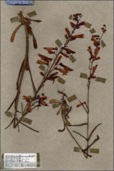 URN_catalog_HBHinton_herbarium_17357.jpg.jpg
